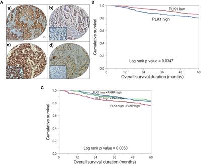 PLK1 and PARP positively correlate in Middle Eastern breast cancer and their combined inhibition overcomes PARP inhibitor resistance in triple negative breast cancer